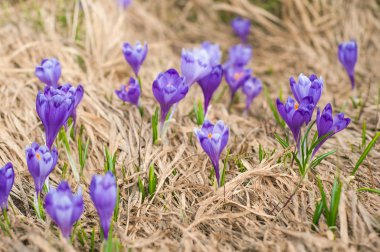 Alp çiğdemler çiçeği dağın zirvesinde Karpatlar dağlarında.
