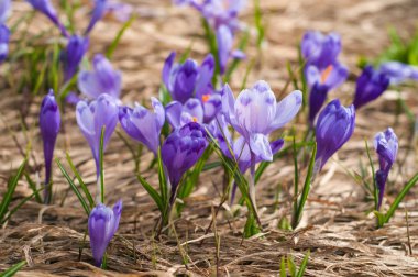Alp çiğdemler çiçeği dağın zirvesinde Karpatlar dağlarında.