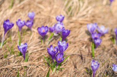 Alp çiğdemler çiçeği dağın zirvesinde Karpatlar dağlarında.
