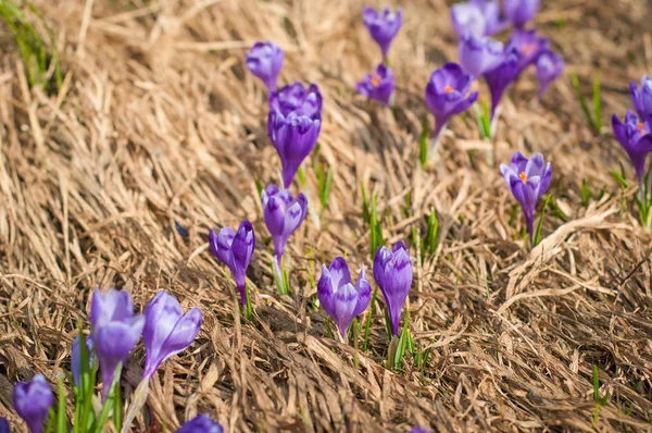 Alpine crocuses blossom in the mountains of the Carpathians on top of the mountain. — Stock Photo, Image