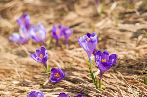 Alpine crocuses blossom in the mountains of the Carpathians on top of the mountain. — Stock Photo, Image