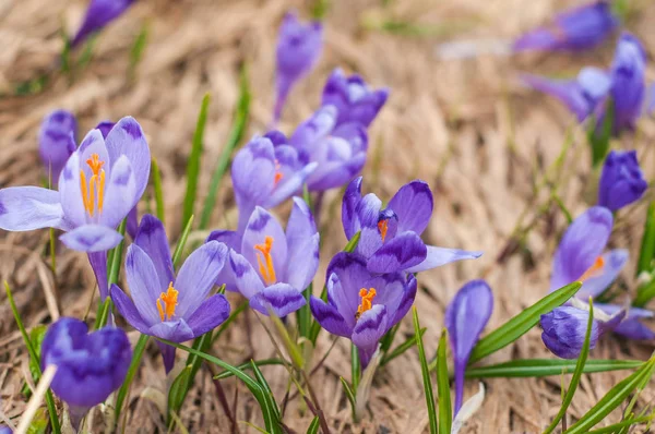 Alpine crocuses blossom in the mountains of the Carpathians on top of the mountain. — Stock Photo, Image