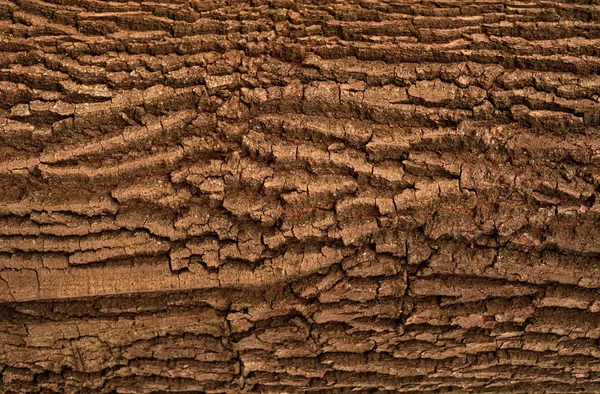 Textura en relieve de la corteza marrón de roble con musgo verde y liquen . —  Fotos de Stock