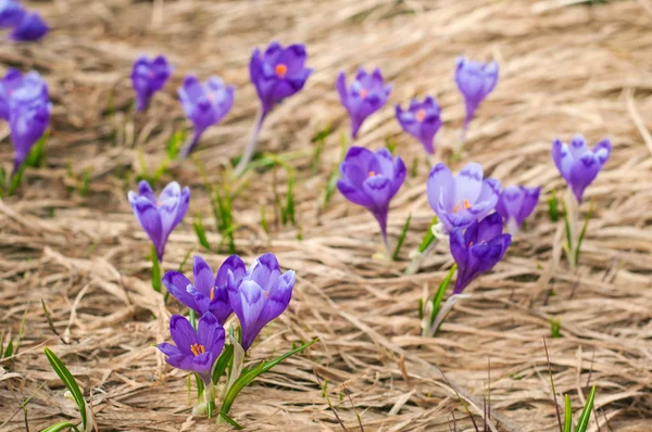 Alpine crocuses blossom in the mountains of the Carpathians on top of the mountain. Stock Image