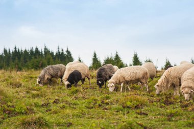 Manzara Panoraması koyun sürüsü ile otlatmak dağlarda yeşil mera üzerinde.