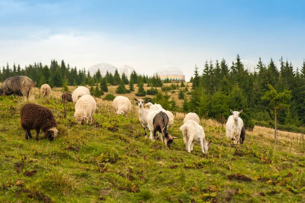 Bild einer Landschaft mit Schaf- und Ziegenherden, die auf einer grünen Weide in den Bergen grasen. — Stockfoto