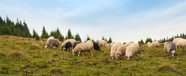 Landschaftspanorama mit Schafherden, die auf der grünen Weide in den Bergen grasen. — Stockfoto