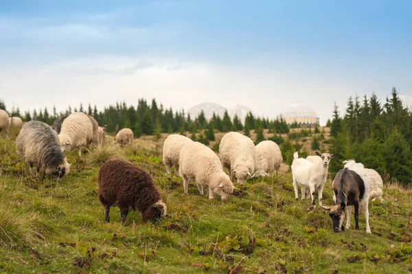 Bild einer Landschaft mit Schaf- und Ziegenherden, die auf einer grünen Weide in den Bergen grasen. — Stockfoto