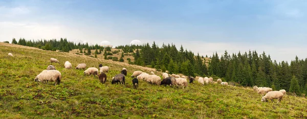 Landschaftspanorama mit Schafherden, die auf der grünen Weide in den Bergen grasen. — Stockfoto