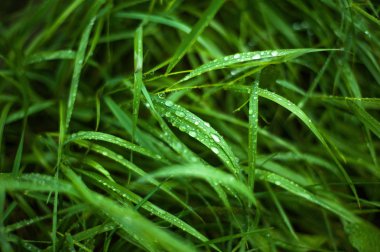 Üzerinde çiy damlaları ile uzun boylu yeşil çim. 