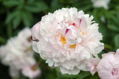 Yaz bahçesinde taze pembe peonies grup. 