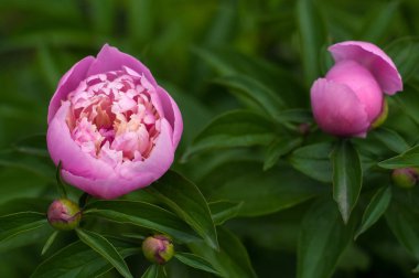 Yaz bahçesinde taze pembe peonies grup. 