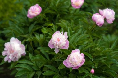 Yaz bahçesinde taze pembe peonies grup. 