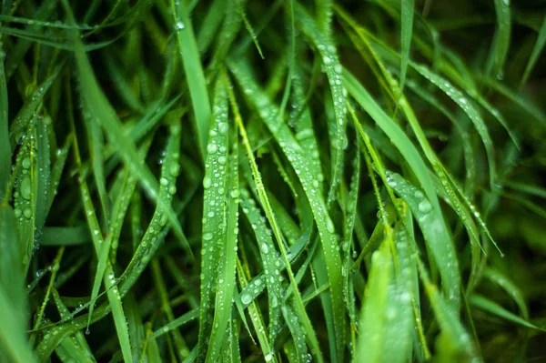 Висока зелена трава з краплями роси на ній . — стокове фото