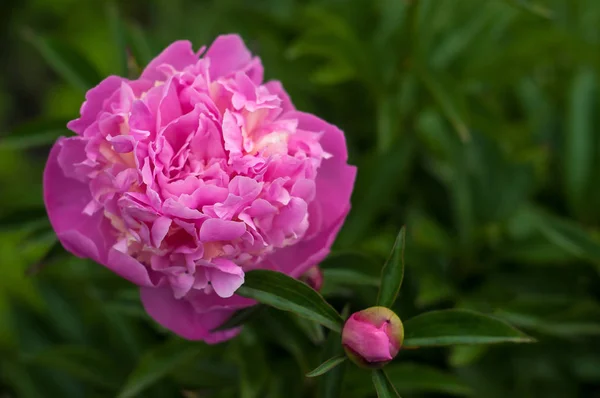 Gruppo di peonie rosa fresche in giardino in estate . — Foto Stock
