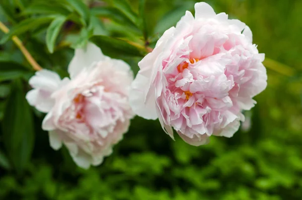 Groupe de pivoines roses fraîches dans le jardin en été . — Photo