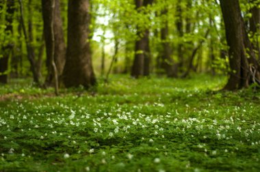 Güneşli bir gün ormanda Anemone nemorosa çiçek. 