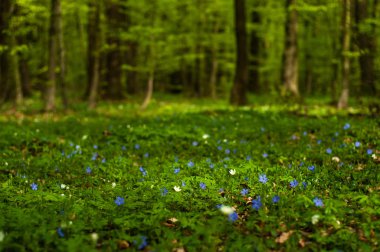 Güneşli bir gün ormanda deniz salyangozu çiçek. 