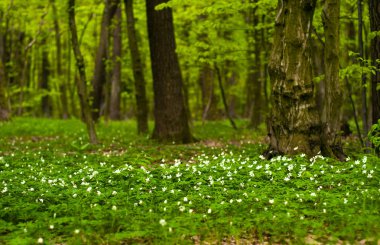 Güneşli bir gün ormanda Anemone nemorosa çiçek. 