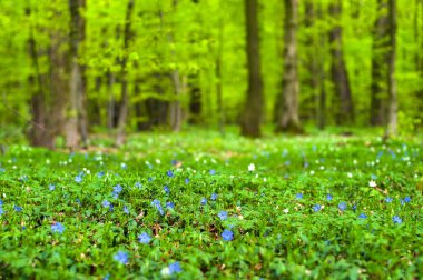 Güneşli bir gün ormanda Anemone nemorosa çiçek. 