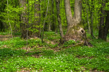 Güneşli bir gün ormanda Anemone nemorosa çiçek.