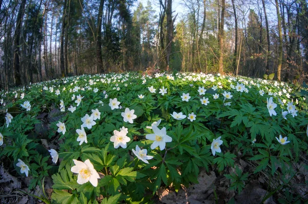 Güneşli bir gün ormanda Anemone nemorosa çiçek. 