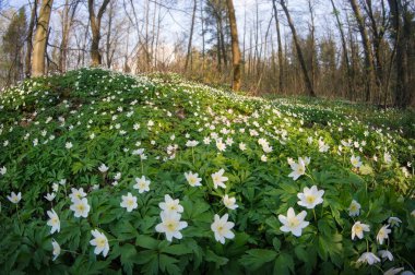 Güneşli bir gün ormanda Anemone nemorosa çiçek. 