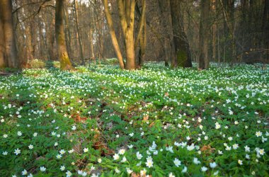 Güneşli bir gün ormanda Anemone nemorosa çiçek. 