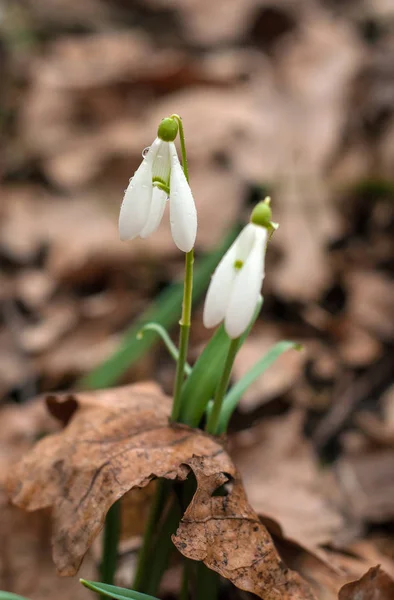 Piękny Przebiśniegi (Galanthus) w Puszczy wiosna. — Zdjęcie stockowe