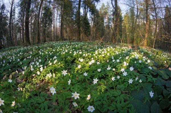 Anemone nemorosa blüht am sonnigen Tag im Wald. — Stockfoto