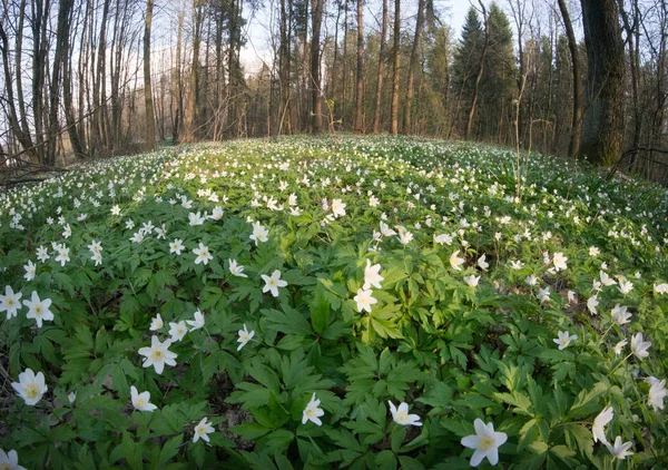 Anemone nemorosa blüht am sonnigen Tag im Wald. — Stockfoto