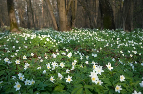 Güneşli bir gün ormanda Anemone nemorosa çiçek. 