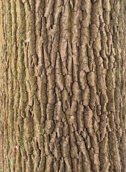 Textura de alívio da casca de carvalho com musgo verde e líquen . — Fotografia de Stock