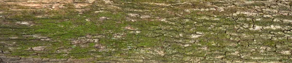 Ανακούφιση υφή του φλοιού της βαλανιδιάς με πράσινα βρύα και λειχήνες. — Φωτογραφία Αρχείου