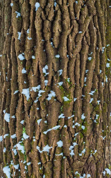 Relief texture of the bark of oak with green moss, lichen and white snow on it. — Stock Photo, Image