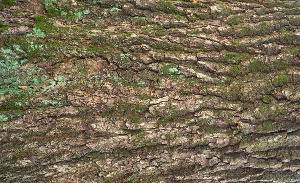 Opluchting textuur van de schors van eik met groene mos en korstmos. — Stockfoto