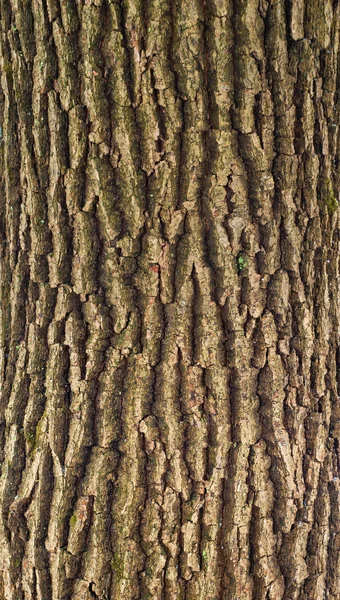 녹색 이끼와 이끼 오크의 나무 껍질의 릴리프 텍스처. — 스톡 사진