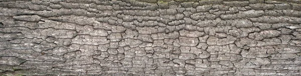 Reliefstruktur der Eichenrinde mit grünem Moos und Flechten. — Stockfoto