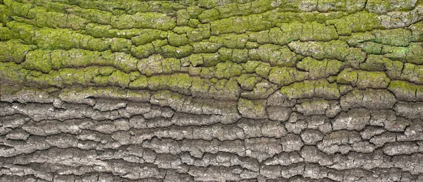 Reliéf texturou kůry dubu s zeleným mechem a lišejníky. — Stock fotografie