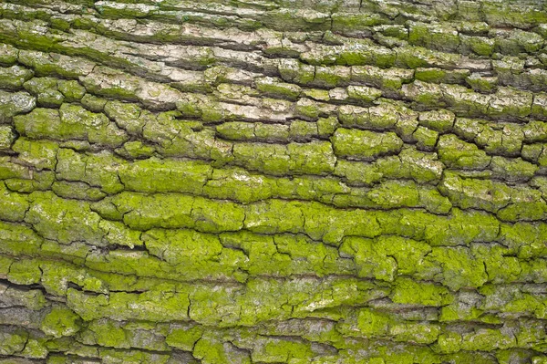 Yeşil yosun ve liken meşe kabuğu kabartma dokusu. — Stok fotoğraf