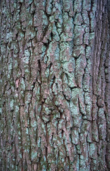Relief texture of the bark of oak with green moss and lichen. — Stock Photo, Image
