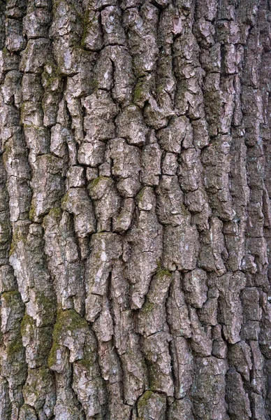 Reliefową fakturą kory dębu z zielonego mchu i porostów. — Zdjęcie stockowe