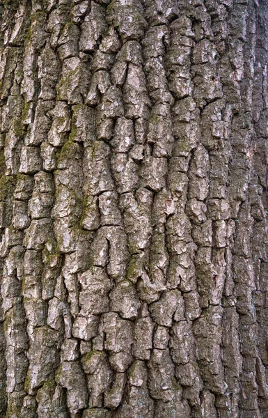 Texture in rilievo della corteccia di quercia con muschio verde e lichene . — Foto Stock