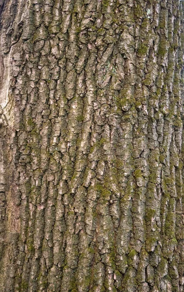 Texture in rilievo della corteccia di quercia con muschio verde e lichene . — Foto Stock