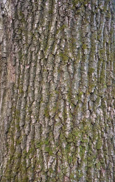 Yeşil yosun ve liken meşe kabuğu kabartma dokusu. — Stok fotoğraf