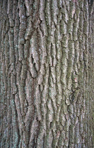 Textura de alívio da casca de carvalho com musgo verde e líquen . — Fotografia de Stock