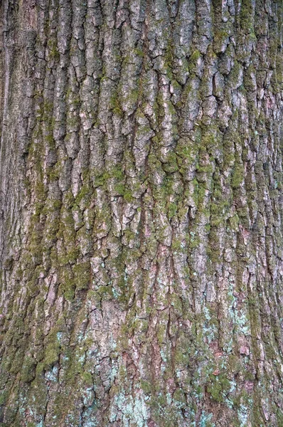 Relief texture of the bark of oak with green moss and lichen. — Stock Photo, Image