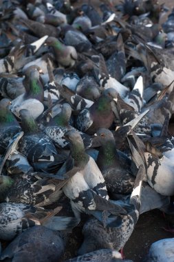 Birçok güvercinler ekmek kabuğu yemek. 