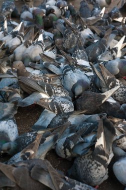Birçok güvercinler ekmek kabuğu yemek.