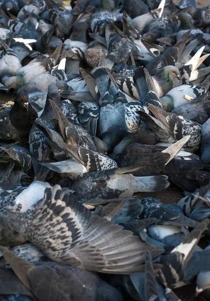 Many pigeons eating a crust of bread. — Stock Photo, Image